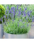 Lavandula Izida в контейнере в ландшафте